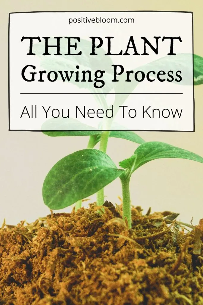 All You Need To Know About The Plant Growing Process