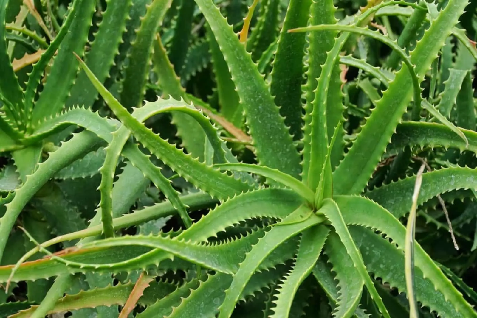  Aloe Arborescens