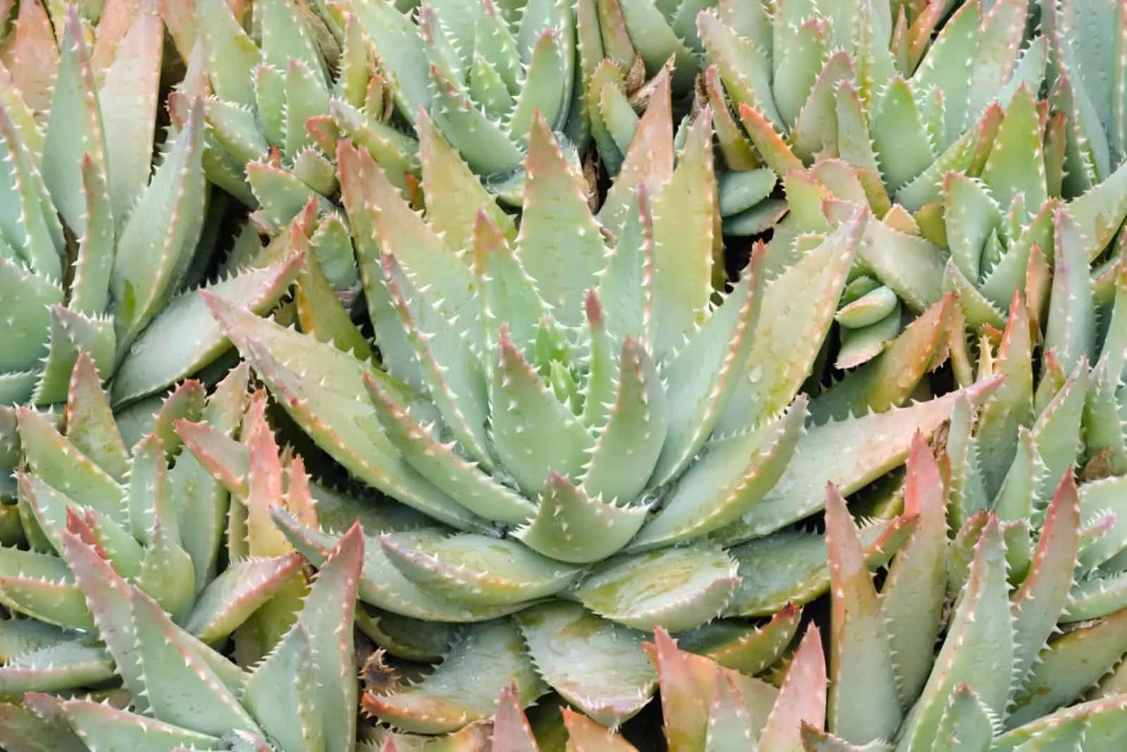  Aloe Brevifolia