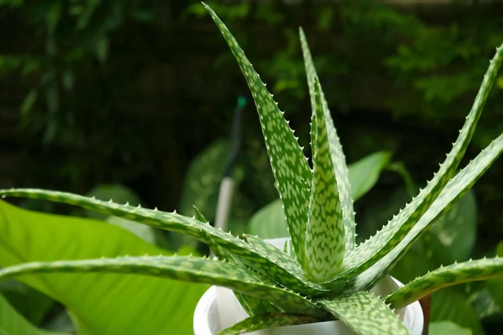 Spectacular Types Of Aloe Plants That You Can Grow 4373