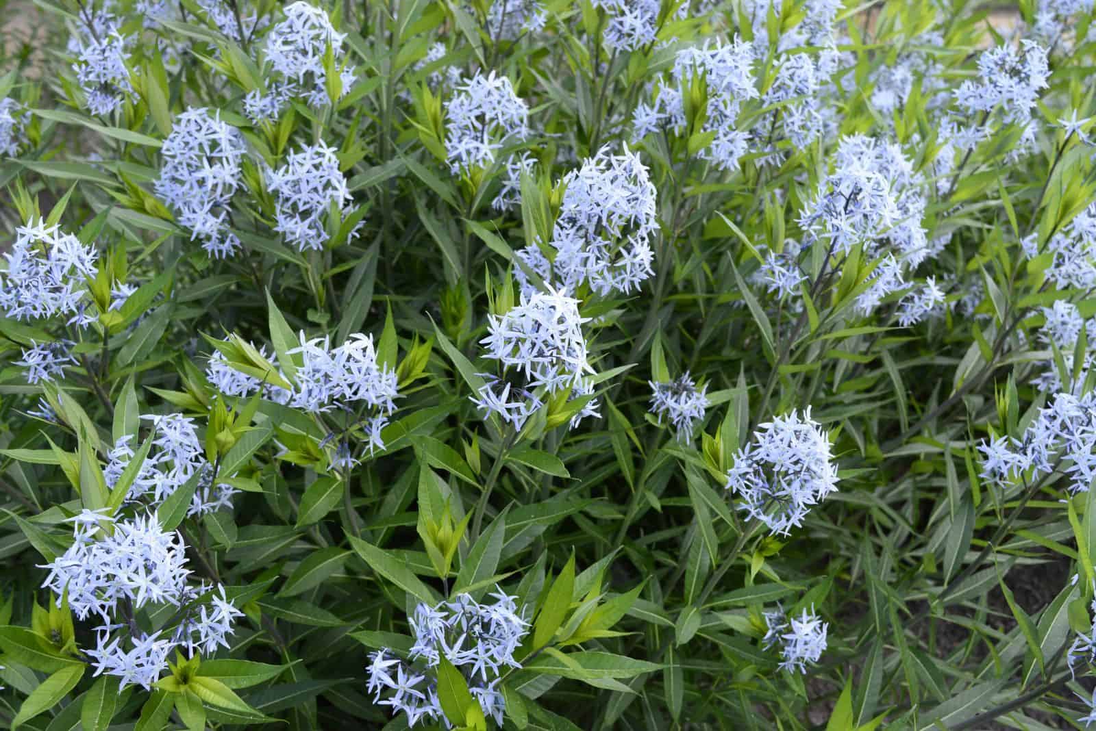 Amsonia (Blue Star)