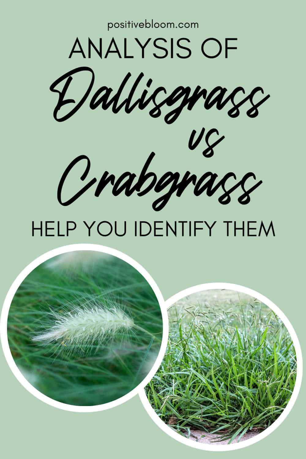 Analysis Of Dallisgrass vs Crabgrass To Help You Identify Them Pinterest