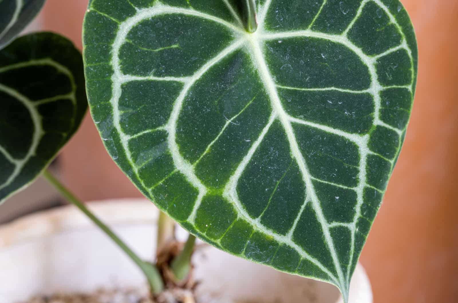 Anthurium Crystallinum leaf close-up