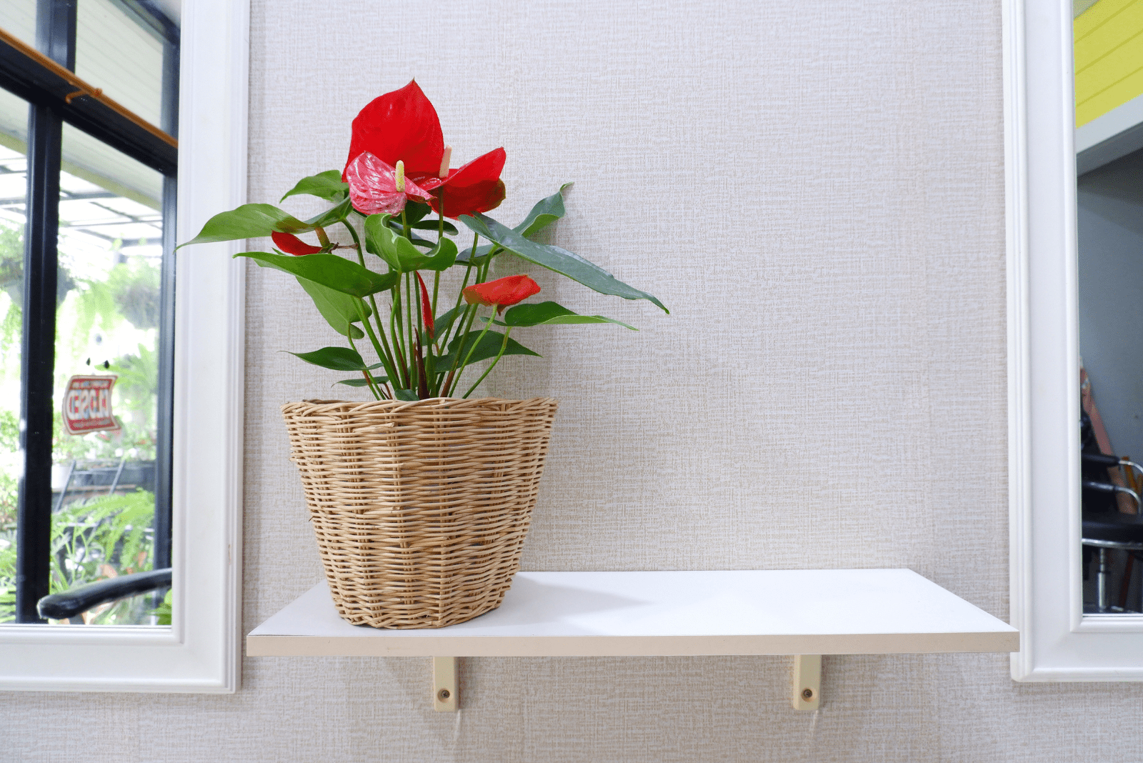 Anthurium on a white shelf by the window
