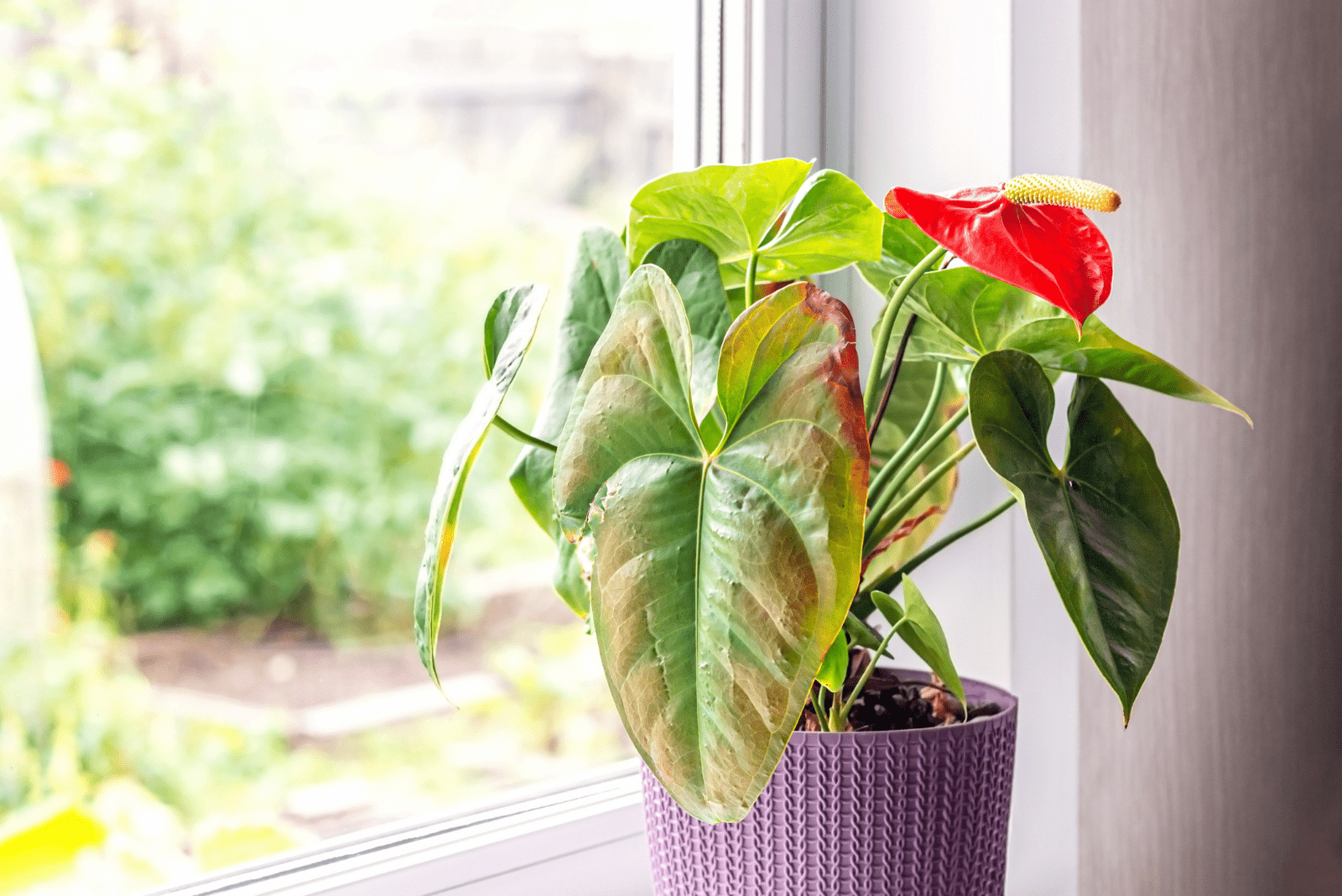 Anthurium with dry leaves