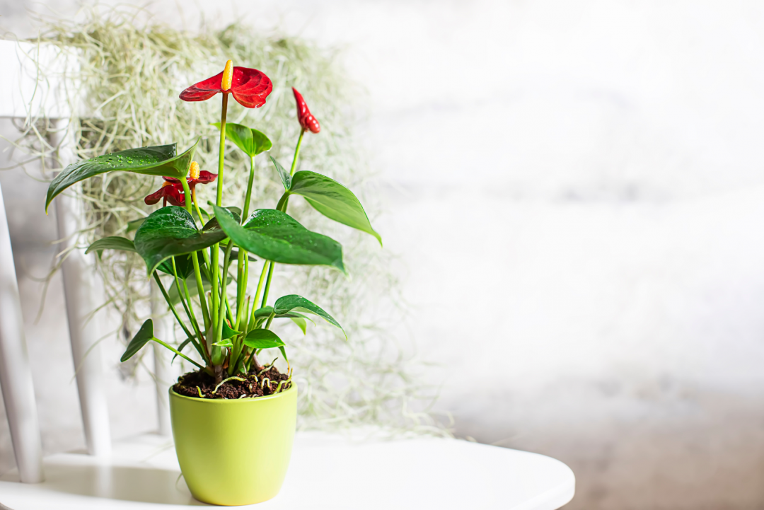 All You Need To Know About Anthurium Light Requirements