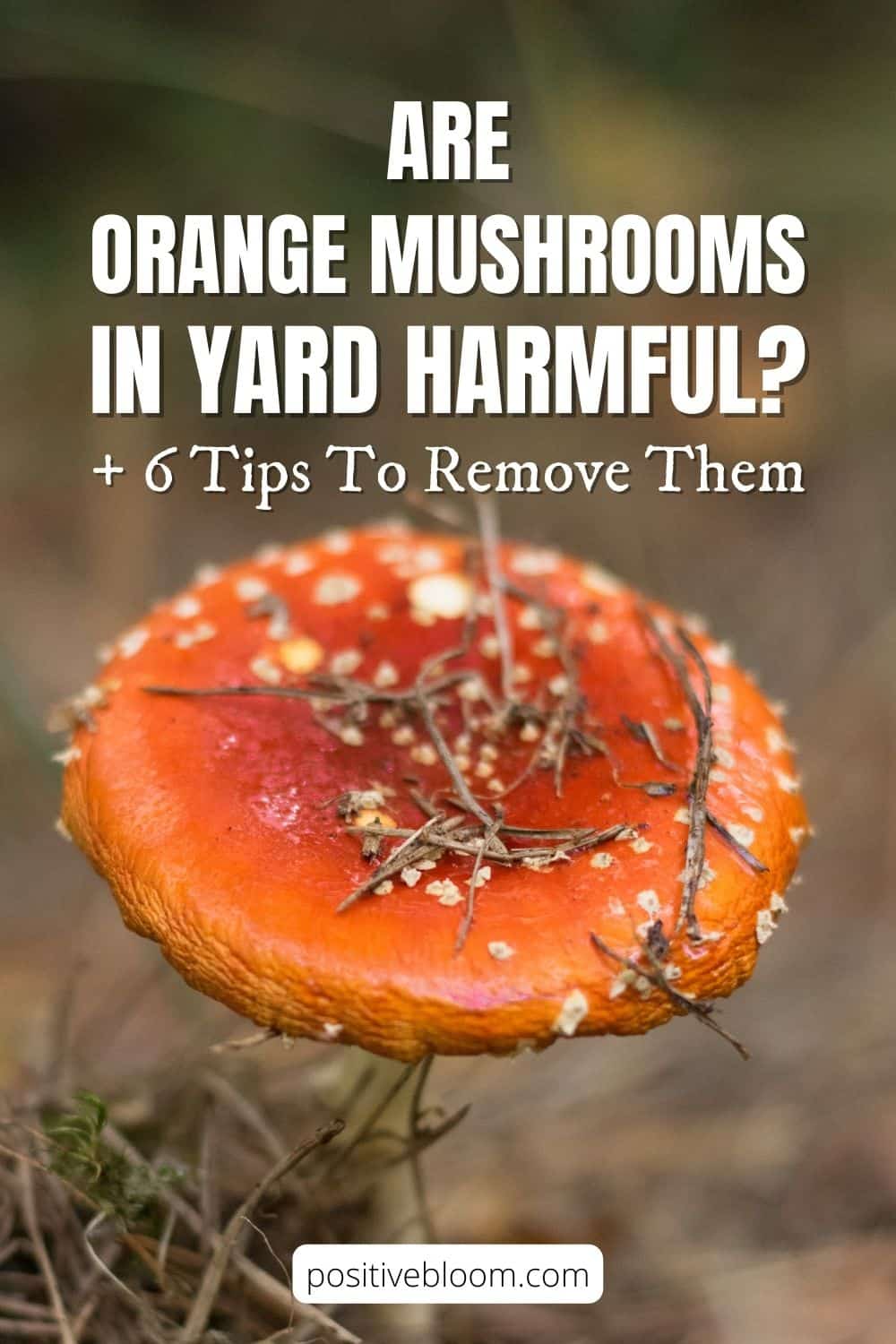 Are Orange Mushrooms In Yard Harmful + 6 Tips To Remove Them
