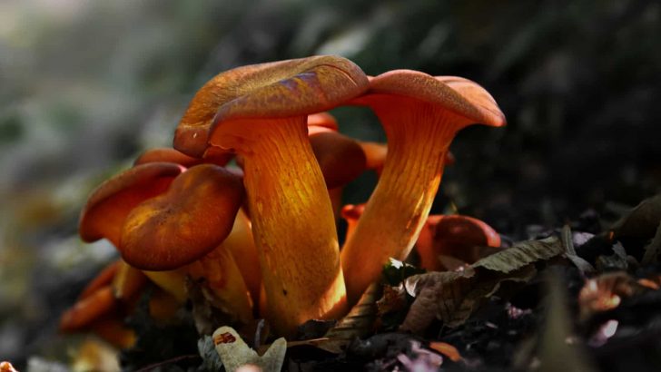 Are Orange Mushrooms In Yard Harmful + 6 Tips To Remove Them