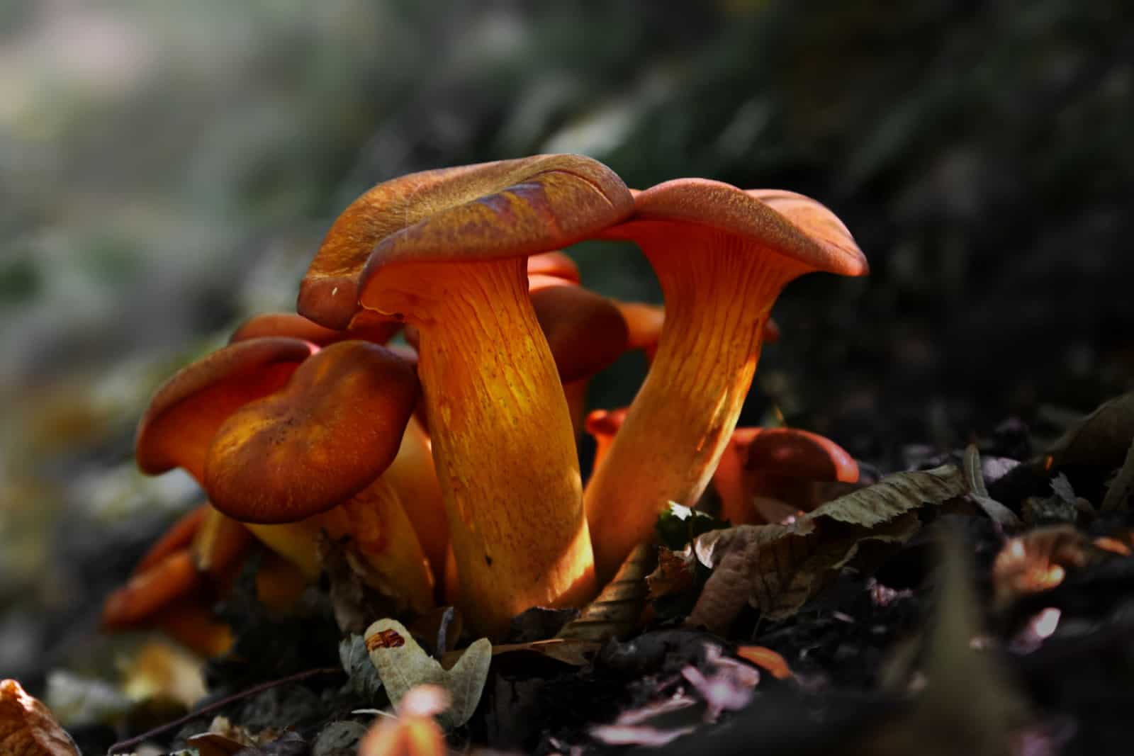 Are Orange Mushrooms In Yard Harmful + 6 Tips To Remove Them
