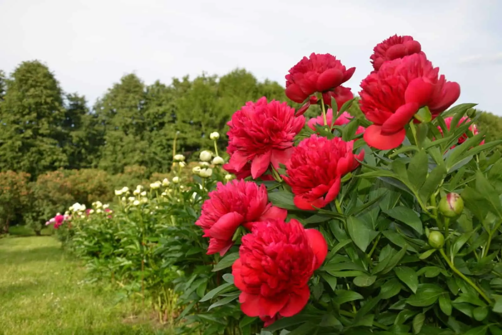 Peony　Production　Gradient<br>