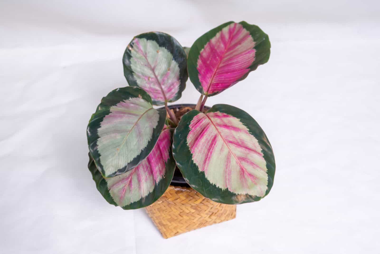 Calathea Roseopicta Rosy