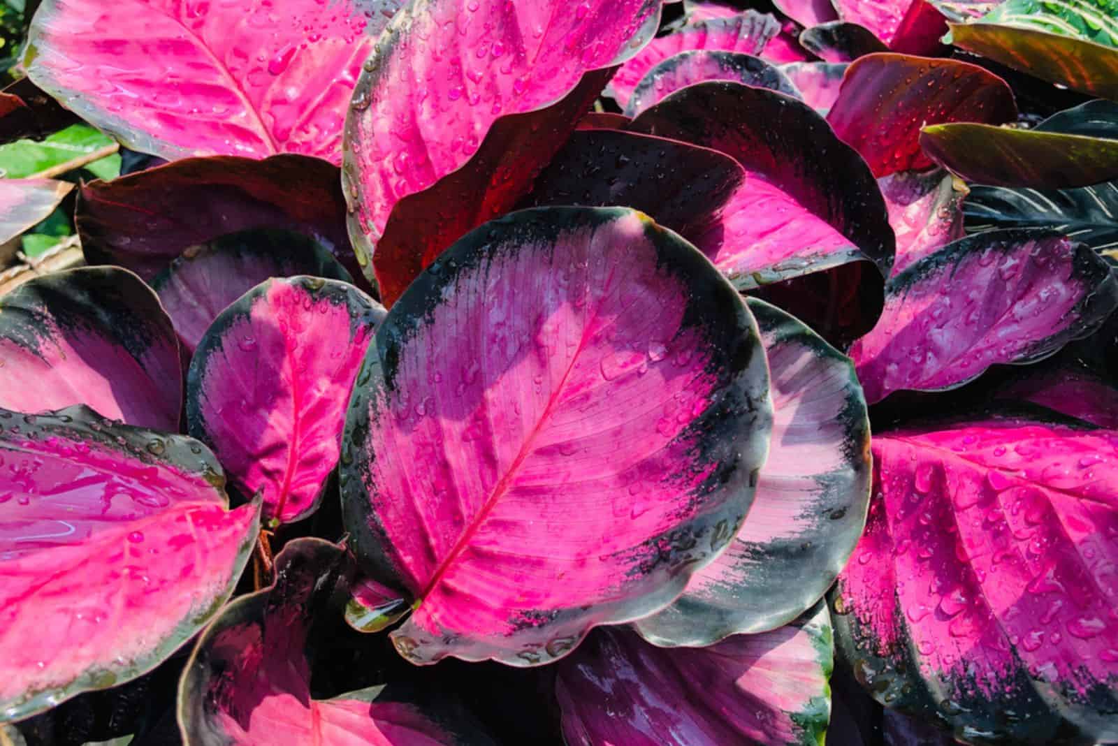 Calathea crimson pink or Calathea roseopicta in garden