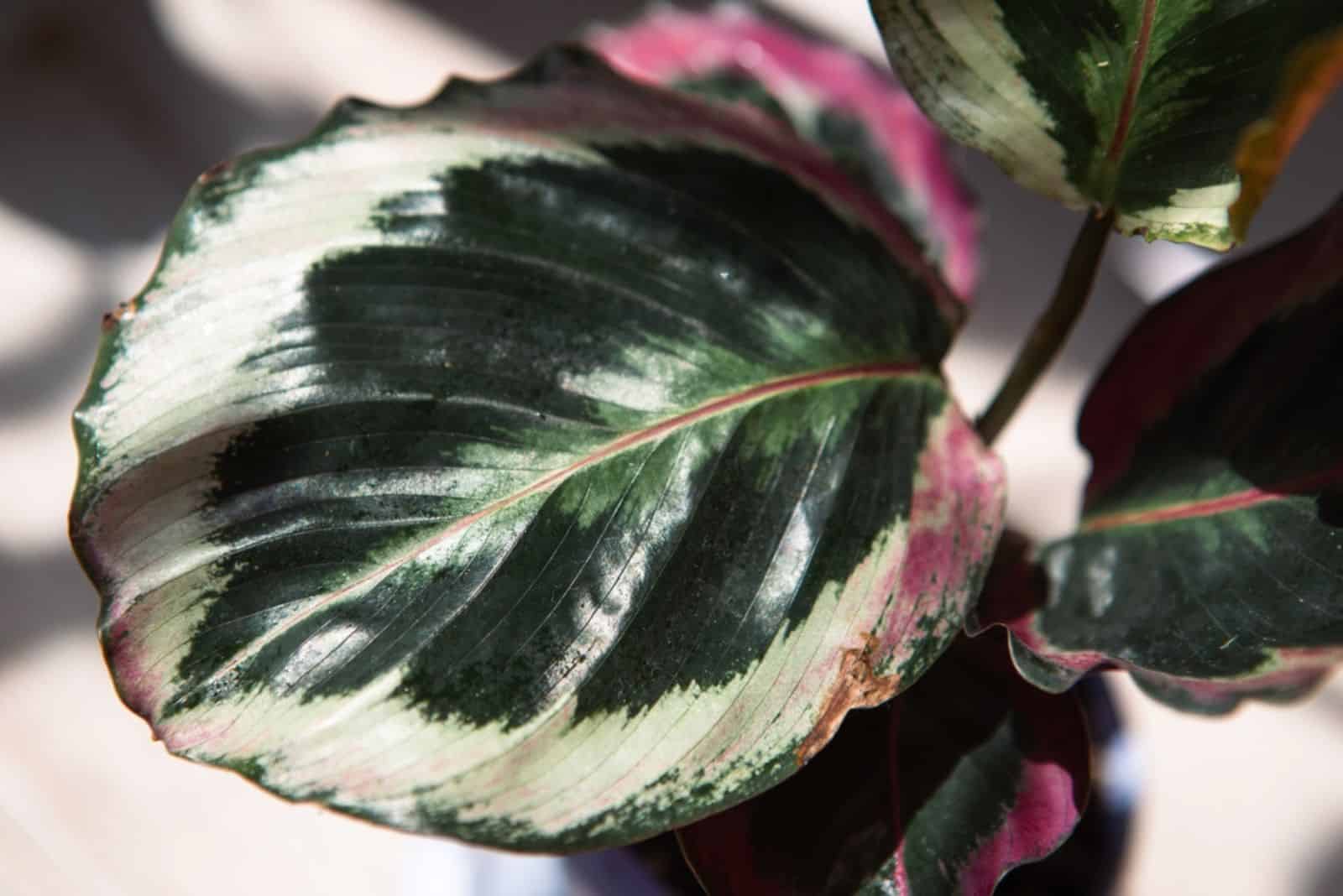 Calathea roseopicta medallion and Marion variety - close-up leaf