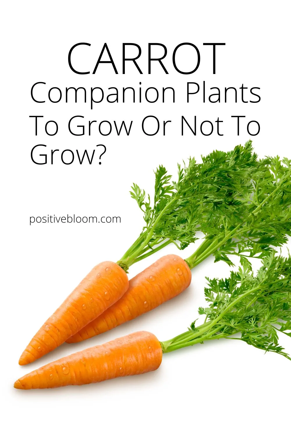 Carrot Companion Plants To Grow Or Not To Grow Pinterest