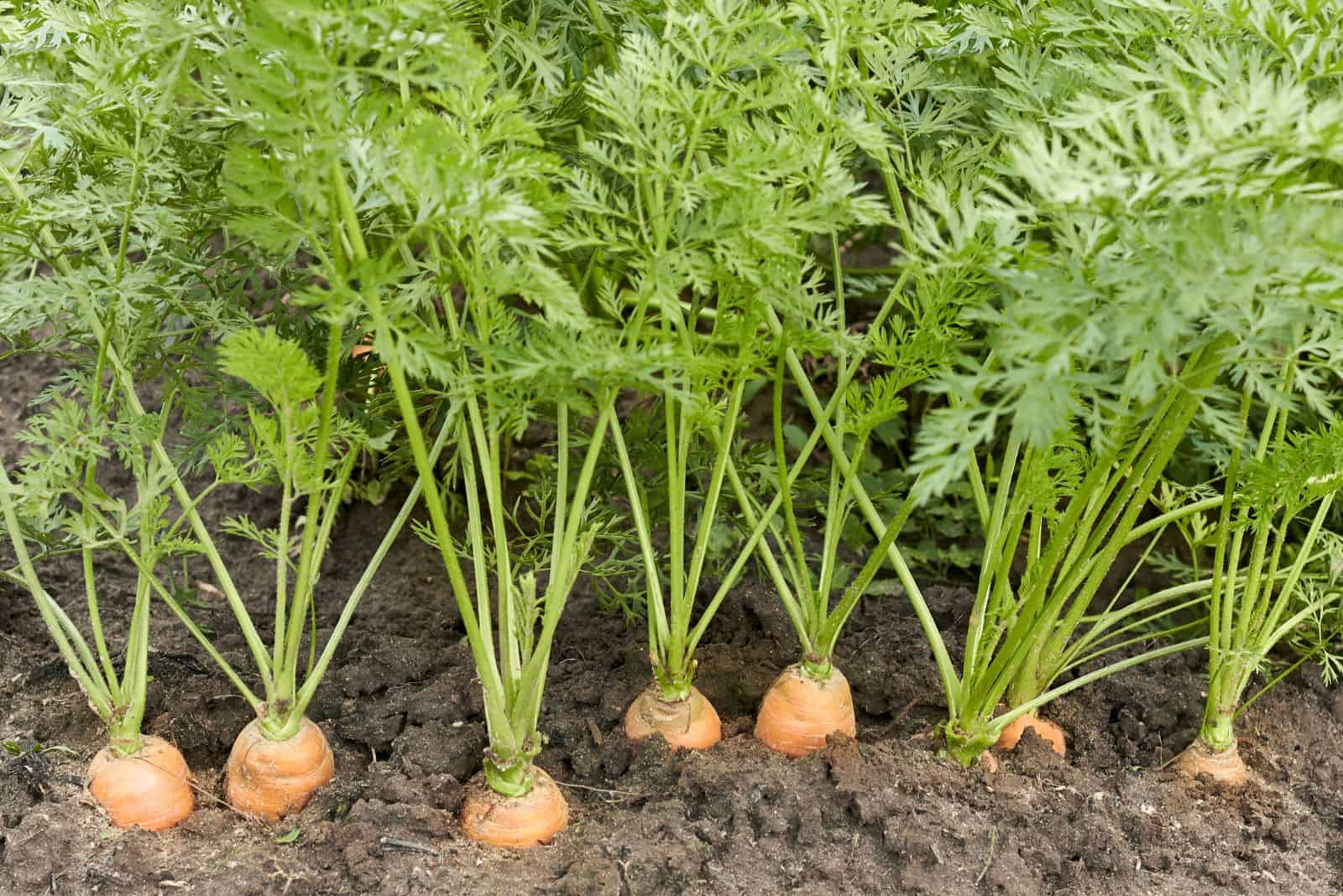 carrot plant in the garden