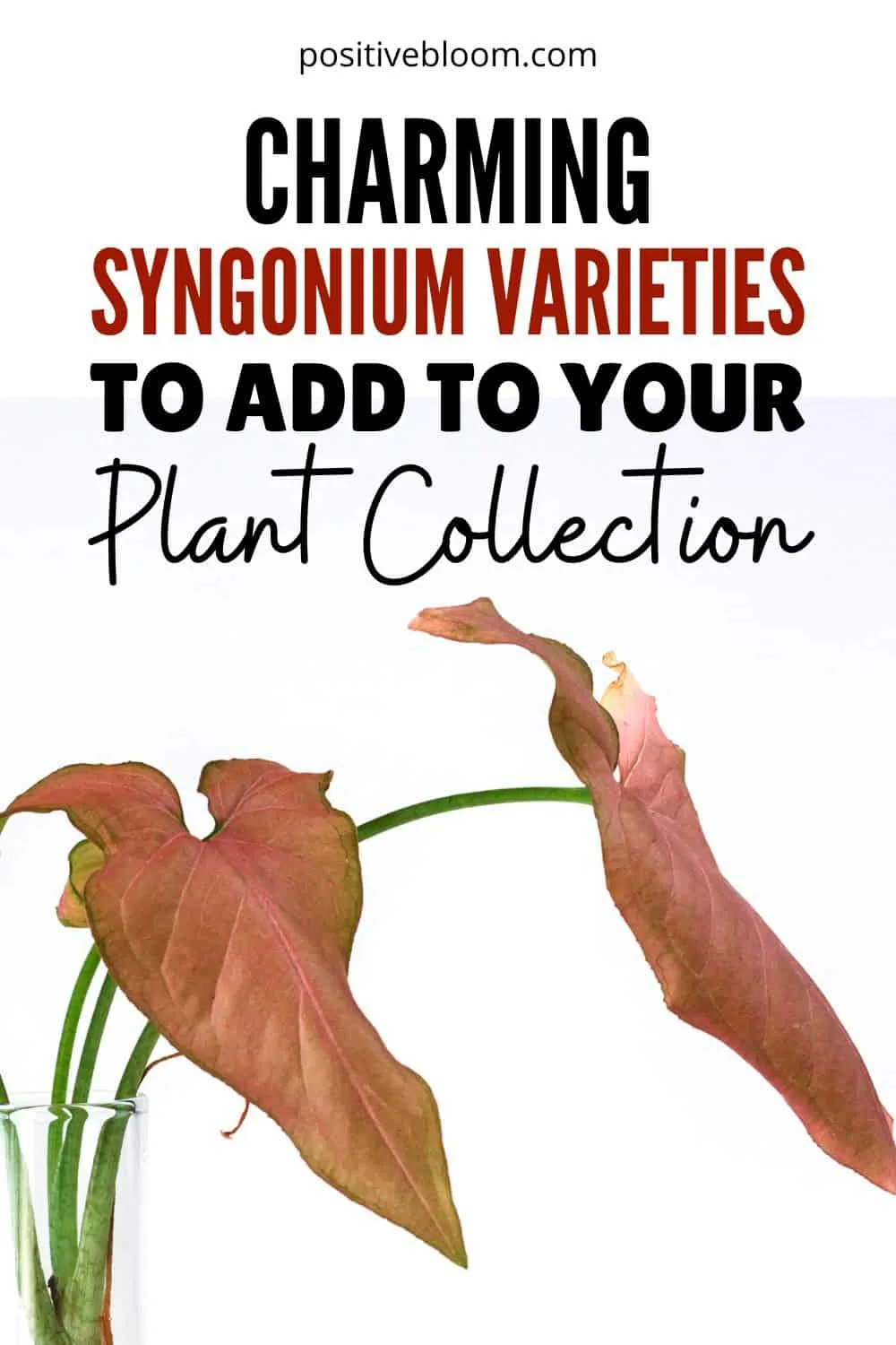 Charming Syngonium Varieties To Add To Your Plant Collection Pinterest
