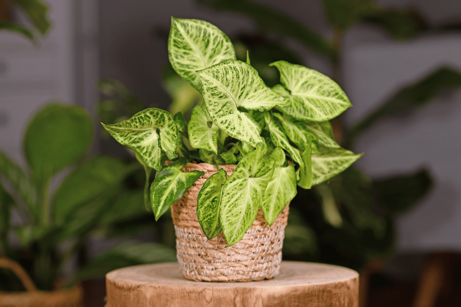 Charming Syngonium Varieties To Add To Your Plant Collection