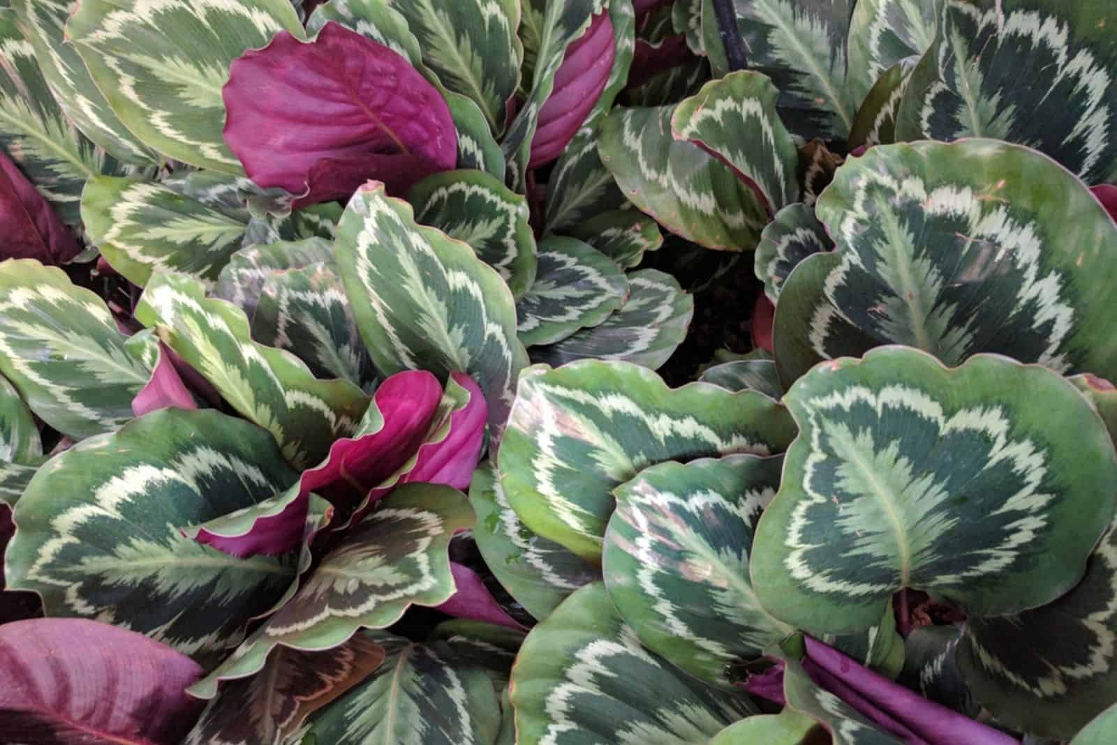 Close up of Calathea roseopicta