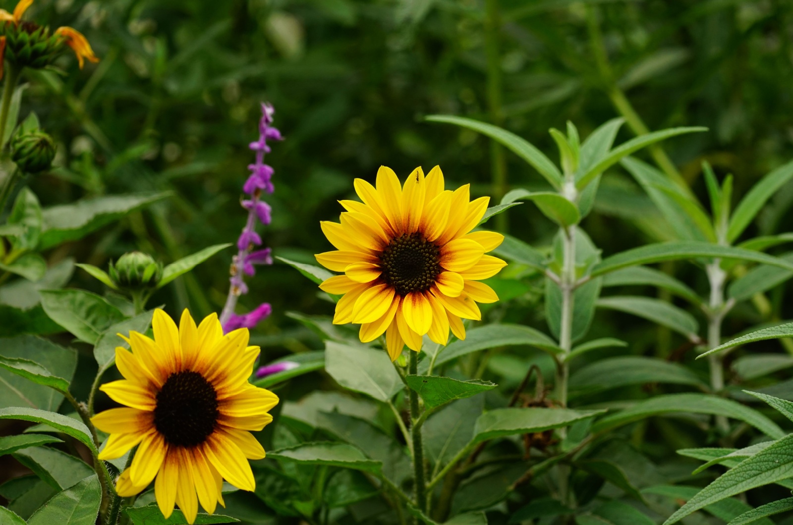 Close-up of sunflowers blooming in the garden