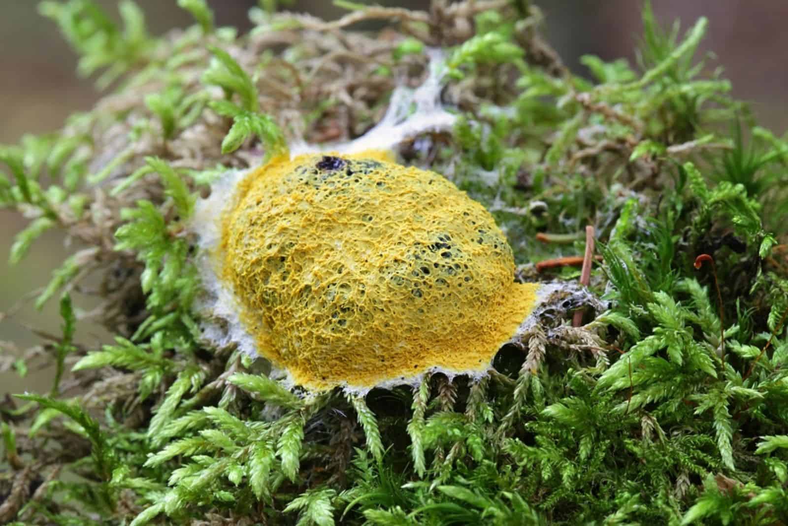 Dog Vomit Slime Mold