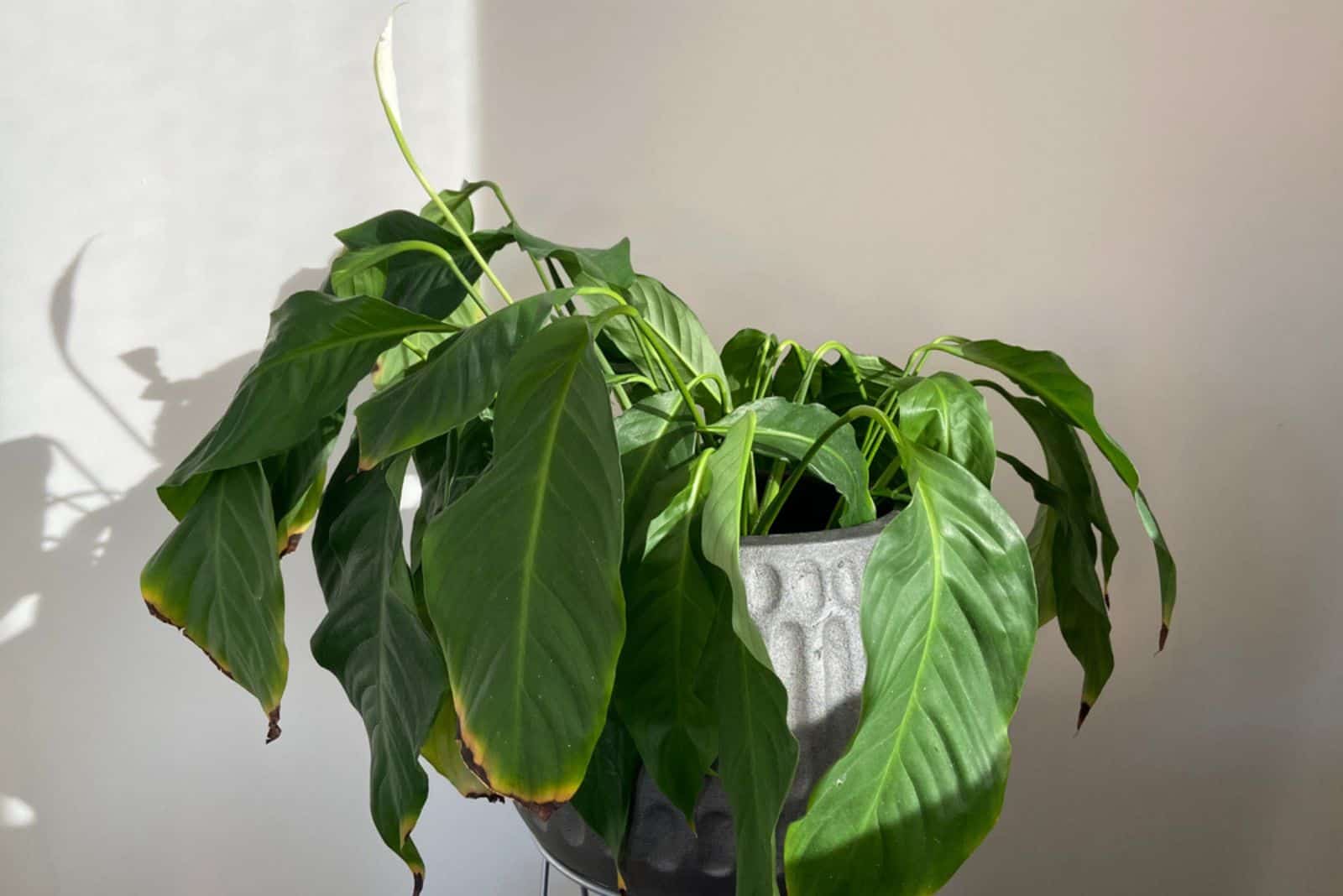 Drooping peace lily plant