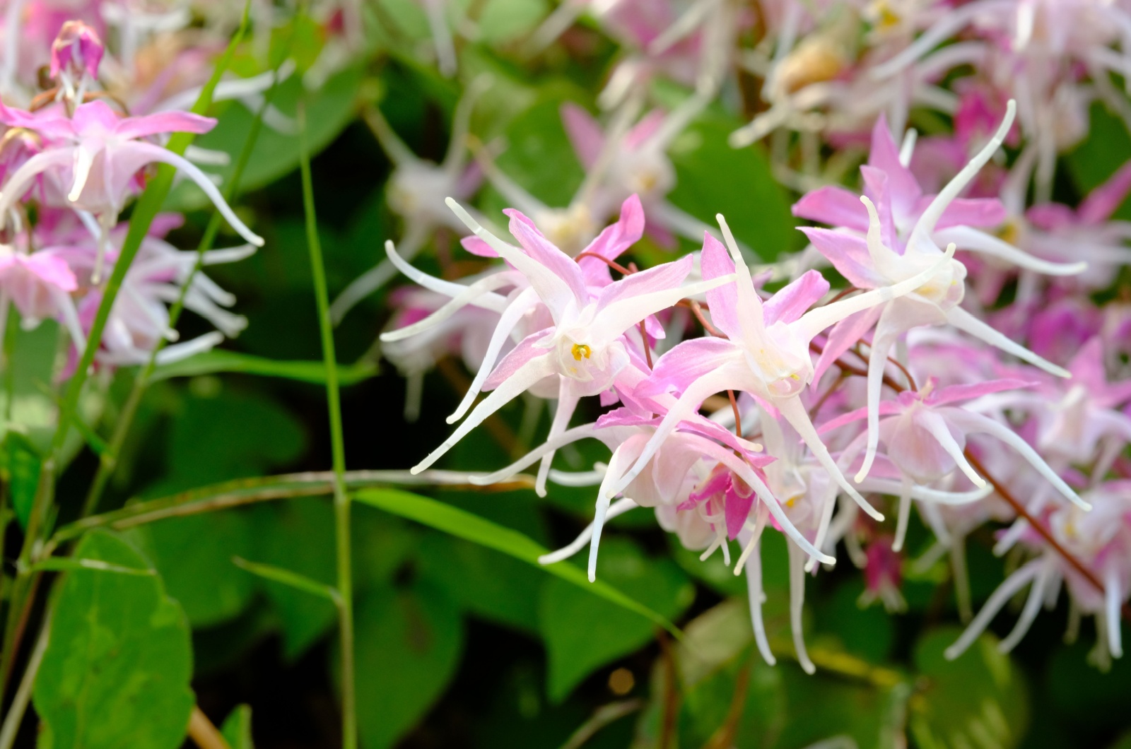 Epimedium