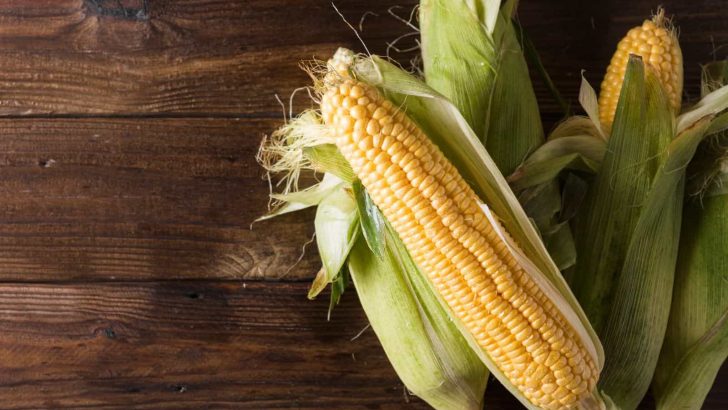 Everything You Need To Know About The Corn Growing Stages