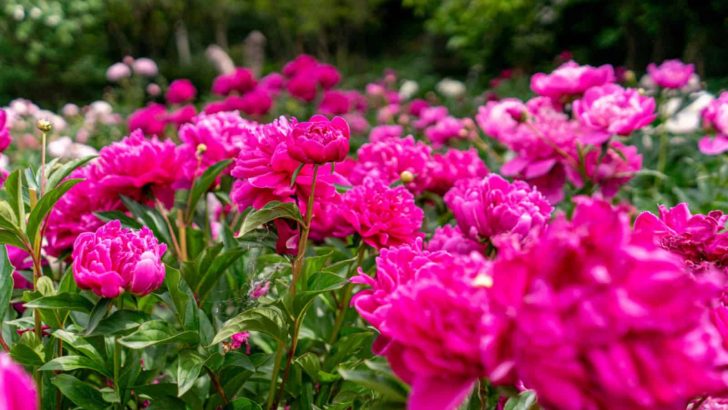 Everything You Need To Know About The Peony Growth Stages