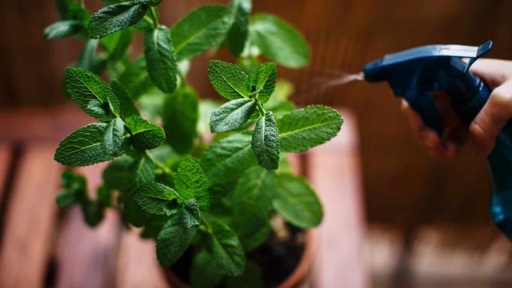 Everything You Need To Know About Watering Mint