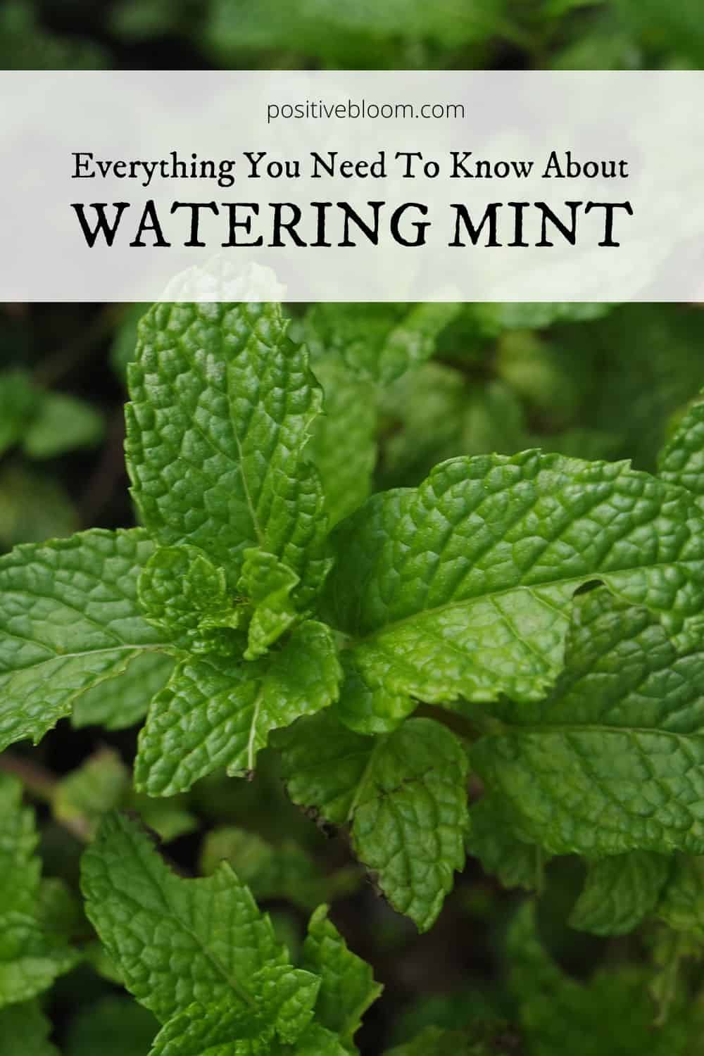 Everything You Need To Know About Watering Mint Pinterest