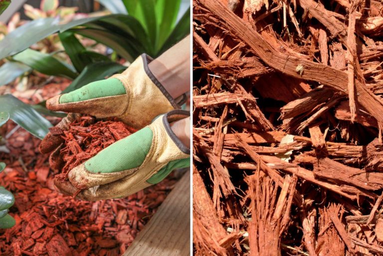 cedar vs cypress mulch