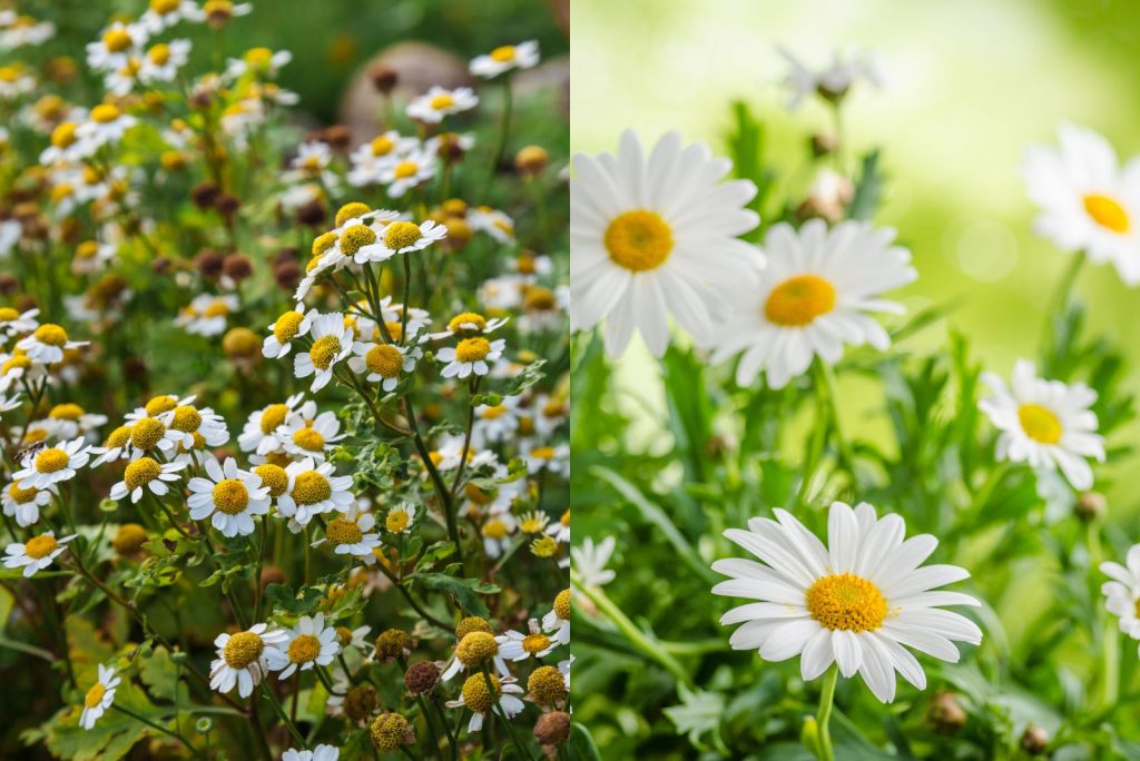 6 Things To Help Distinguish Between Feverfew Vs Chamomile 6-things-to-help-distinguish-between-feverfew-vs-chamomile