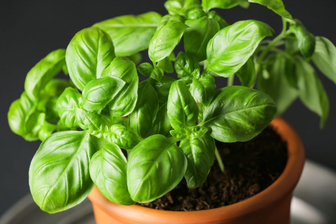 What To Do About Your Basil Stem Turning Brown