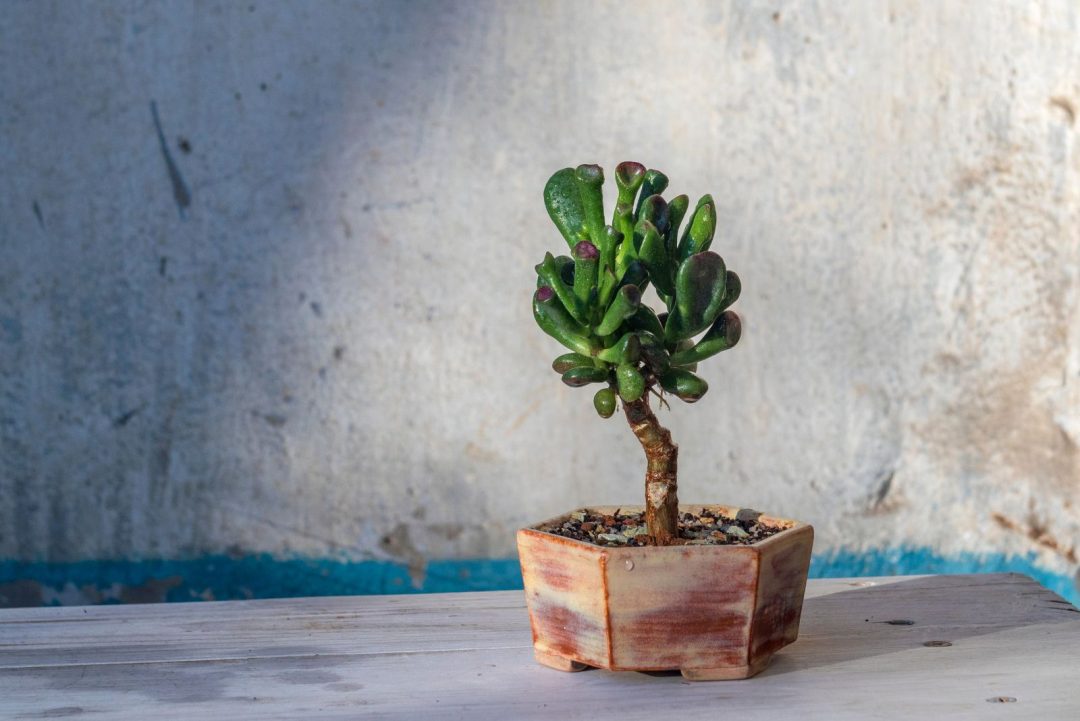 How To Grow And Care For The Intriguing Ogre Ear Succulent