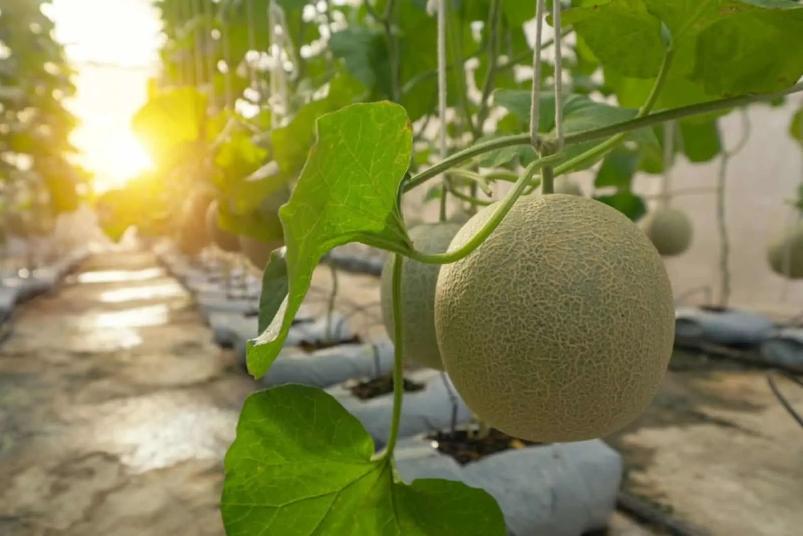 Growing fresh melon or cantaloupe in greenhouse farm
