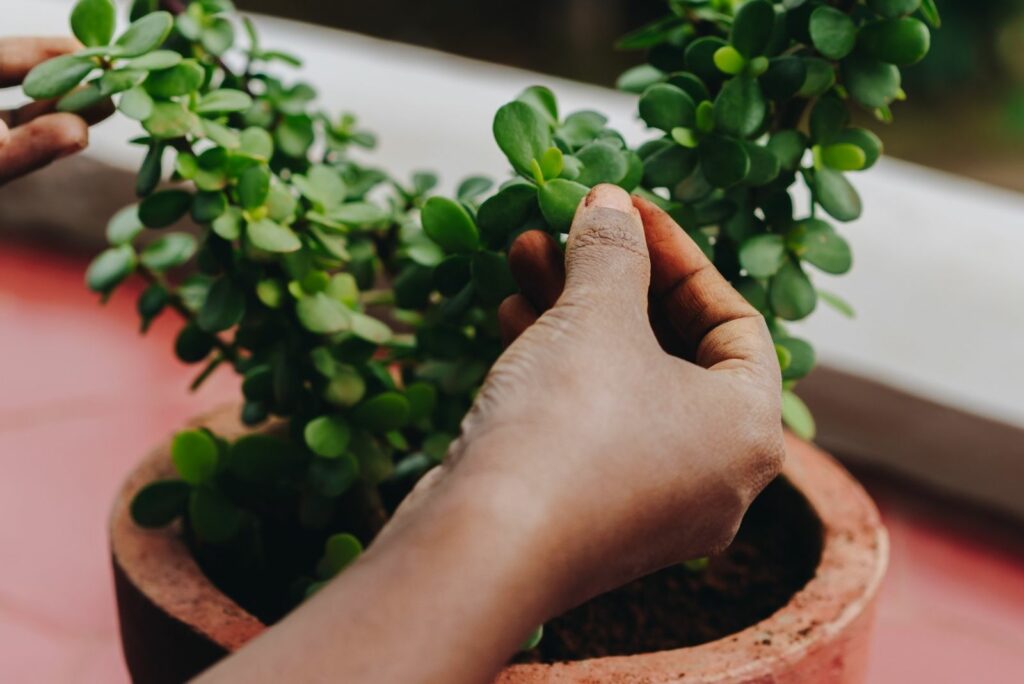 Hands holding a jade plant