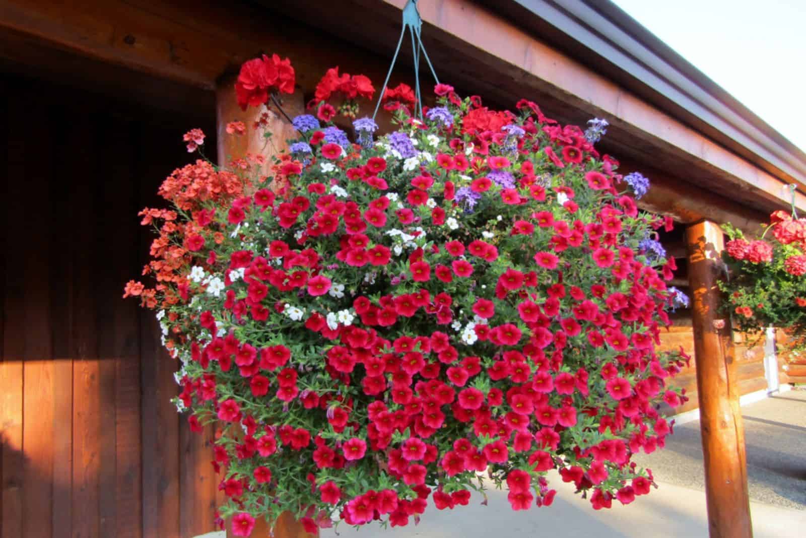 Hanging basket filled with vibrant red petunias, geraniums and lobelias