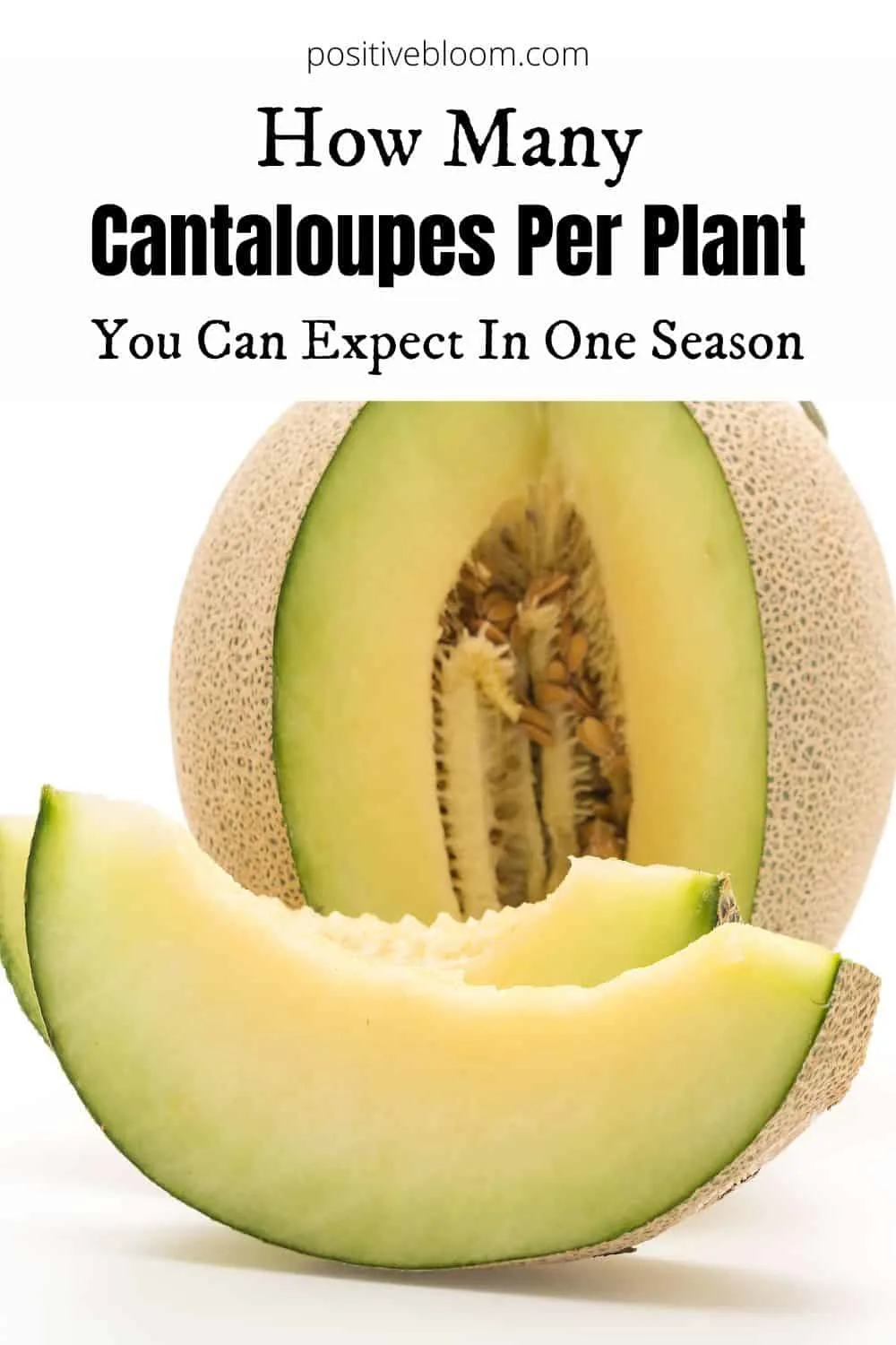How Many Cantaloupes Per Plant You Can Expect In One Season Pinterest