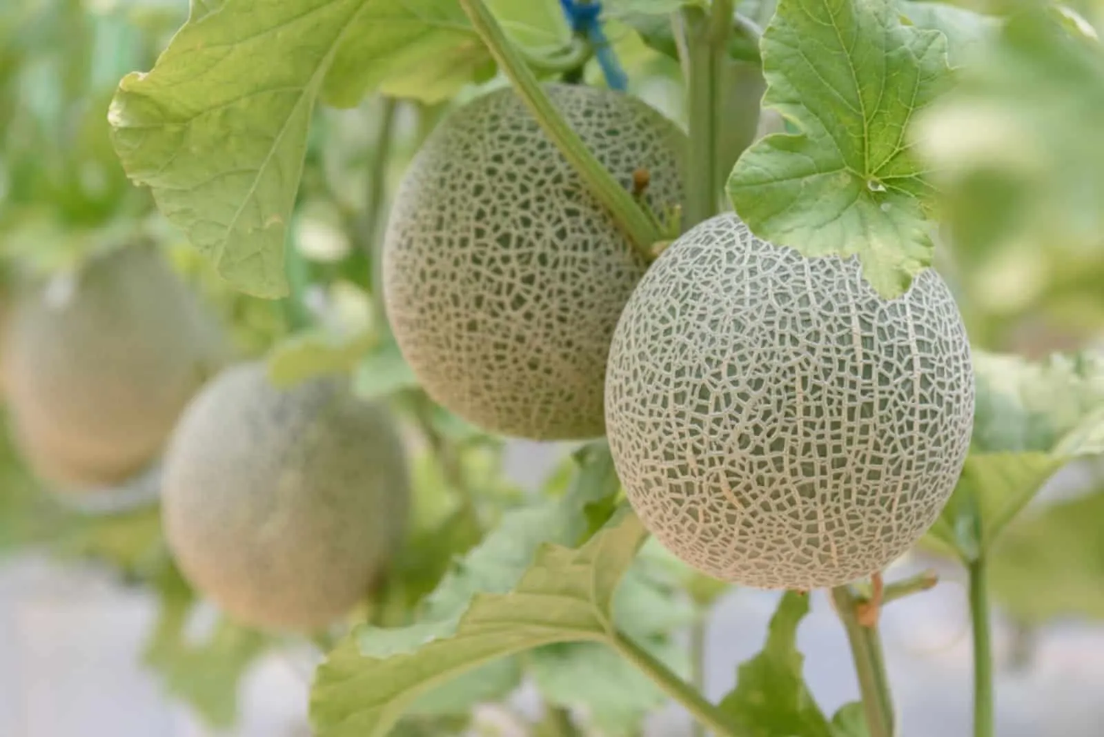 cantaloupe melons plants growing in greenhouse