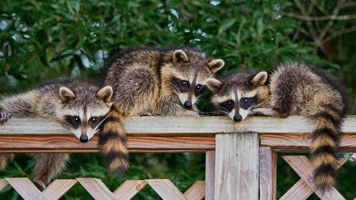 How To Deter Raccoons And Keep Them Away From The Yard