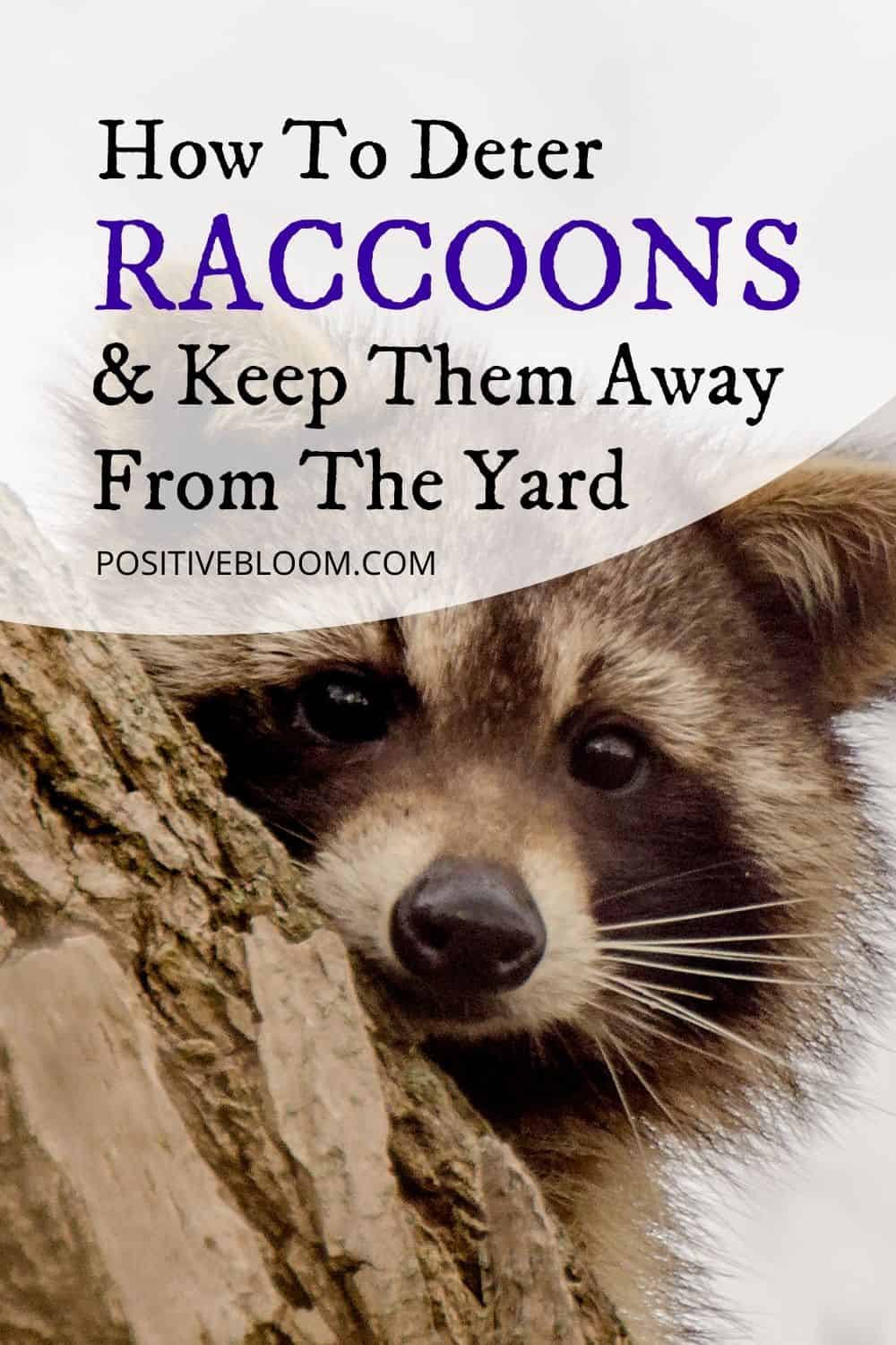 How To Deter Raccoons And Keep Them Away From The Yard Pinterest