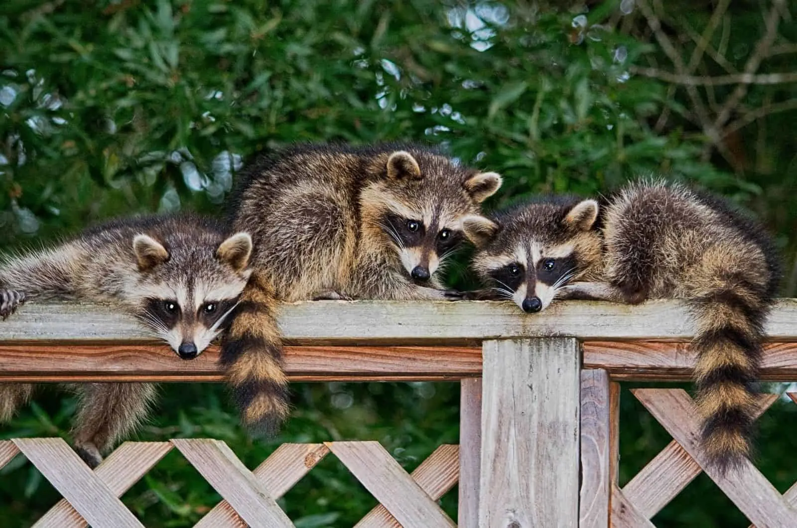 Raccoons lying outside