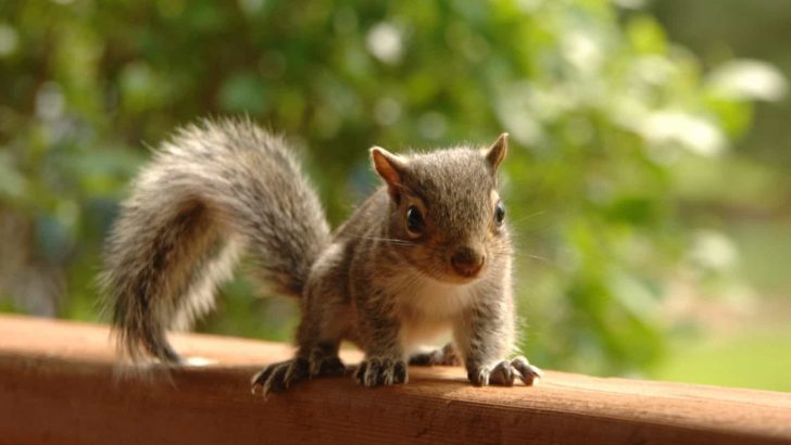 How To Deter Squirrels And Keep Them Away From Your Garden