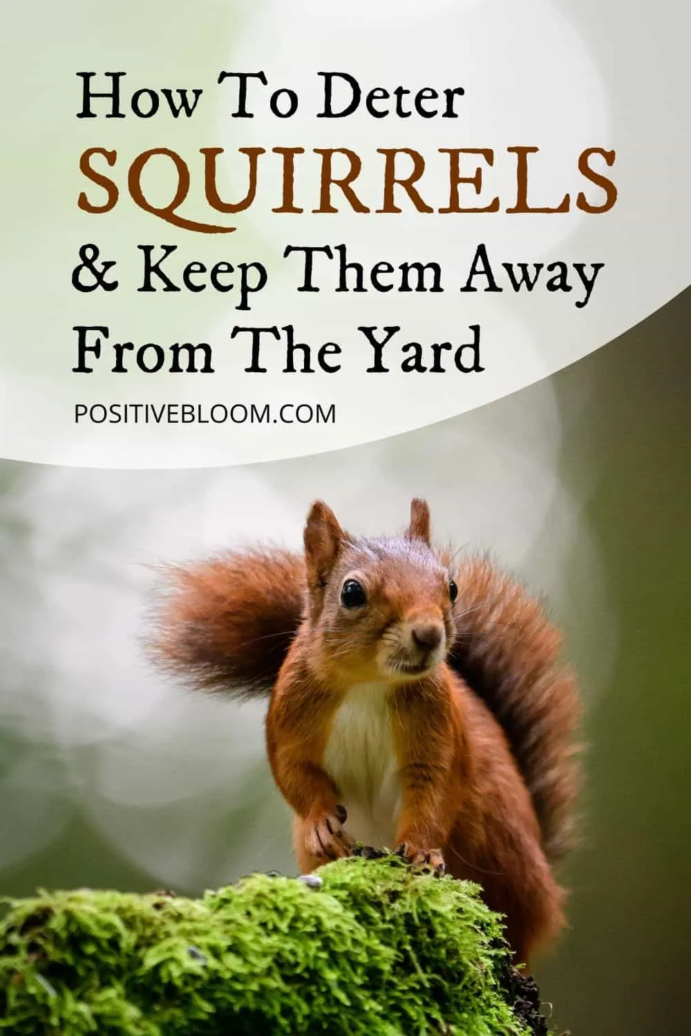 How To Deter Squirrels And Keep Them Away From Your Garden Pinterest