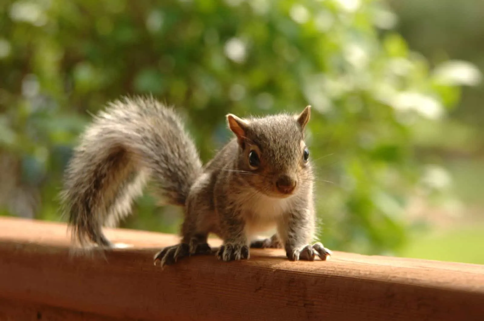 close shot of Squirrel
