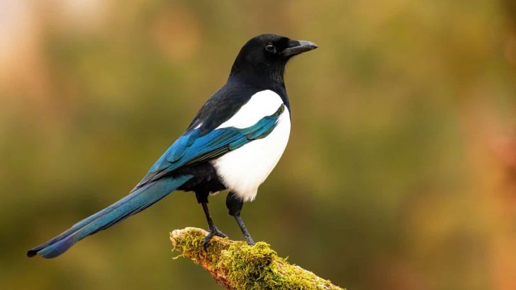 How To Get Rid Of Magpies And Keep Them At Bay