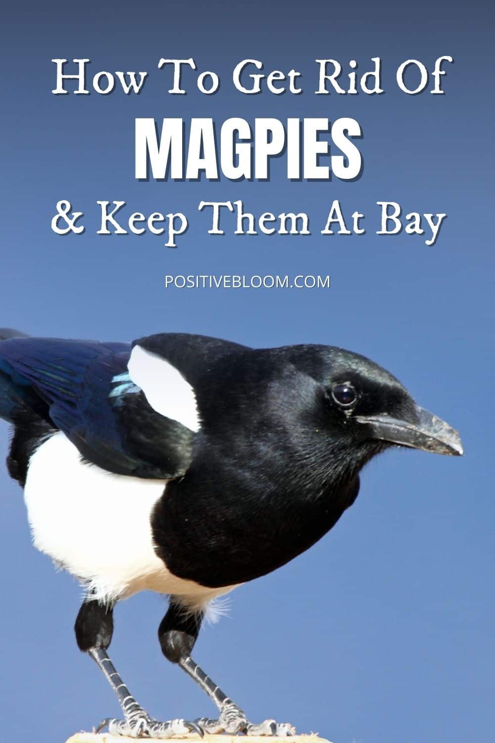 How To Get Rid Of Magpies And Keep Them At Bay Pinterest