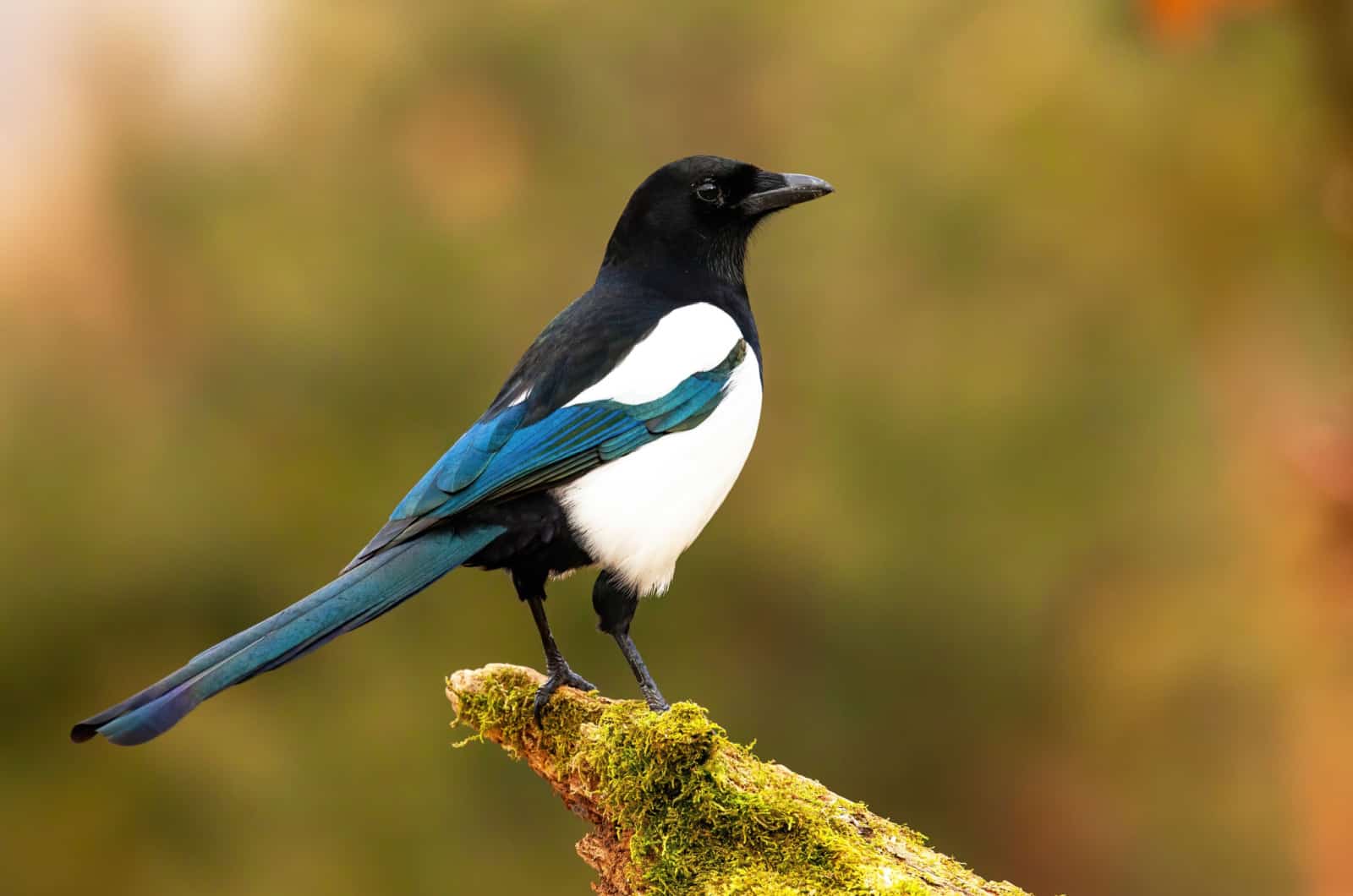 photo of a magpie