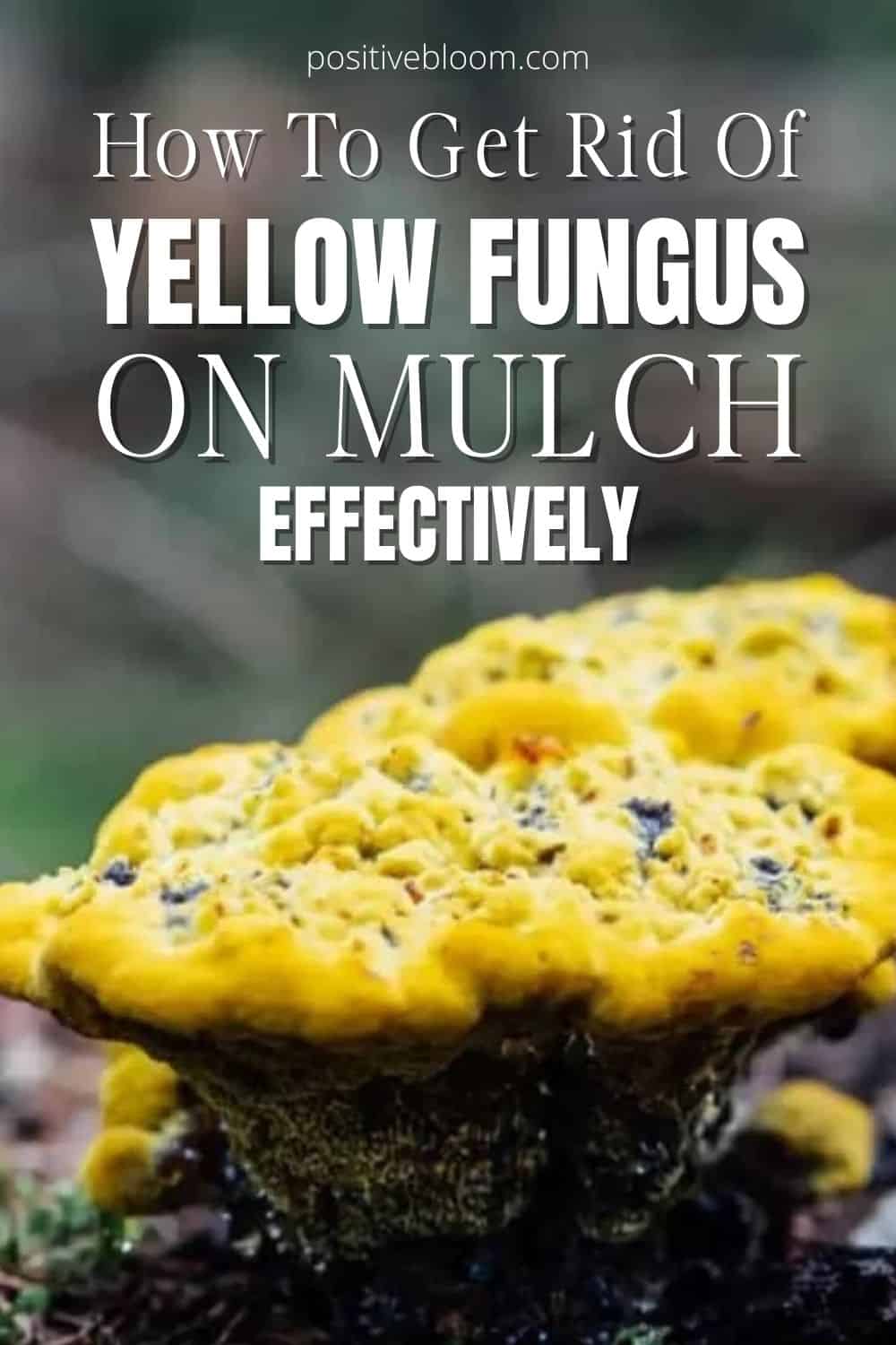 How To Get Rid Of Yellow Fungus On Mulch Effectively Pinterest