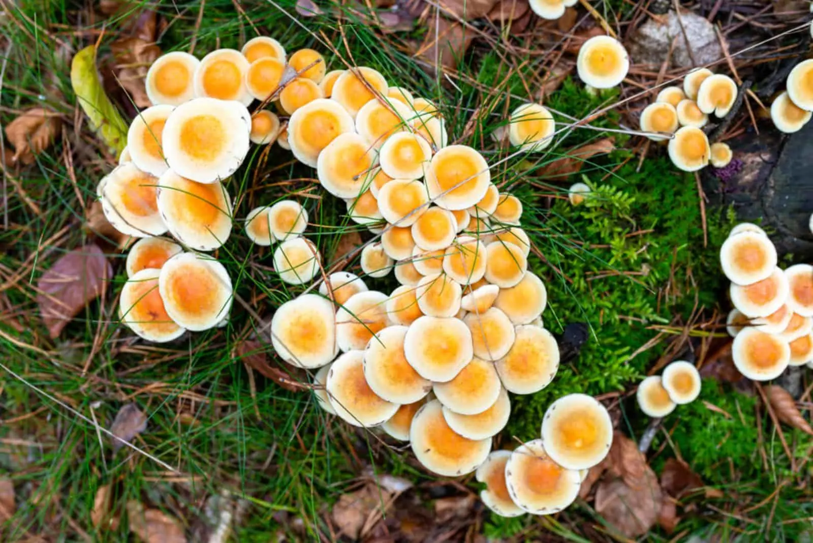 yellow fungus on mulch in forest